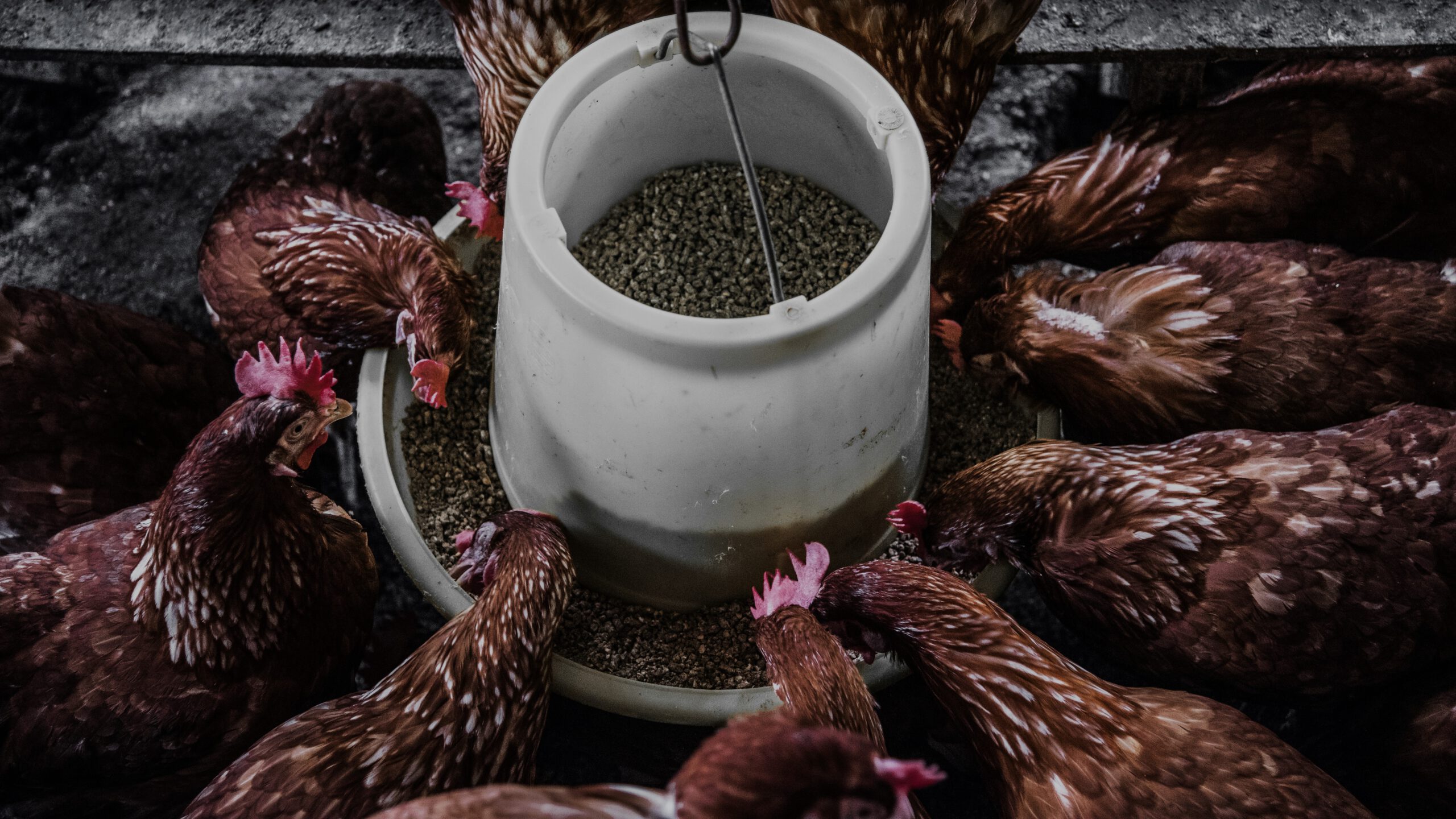 Futtermittelzusätze: Ist das alles erlaubt?