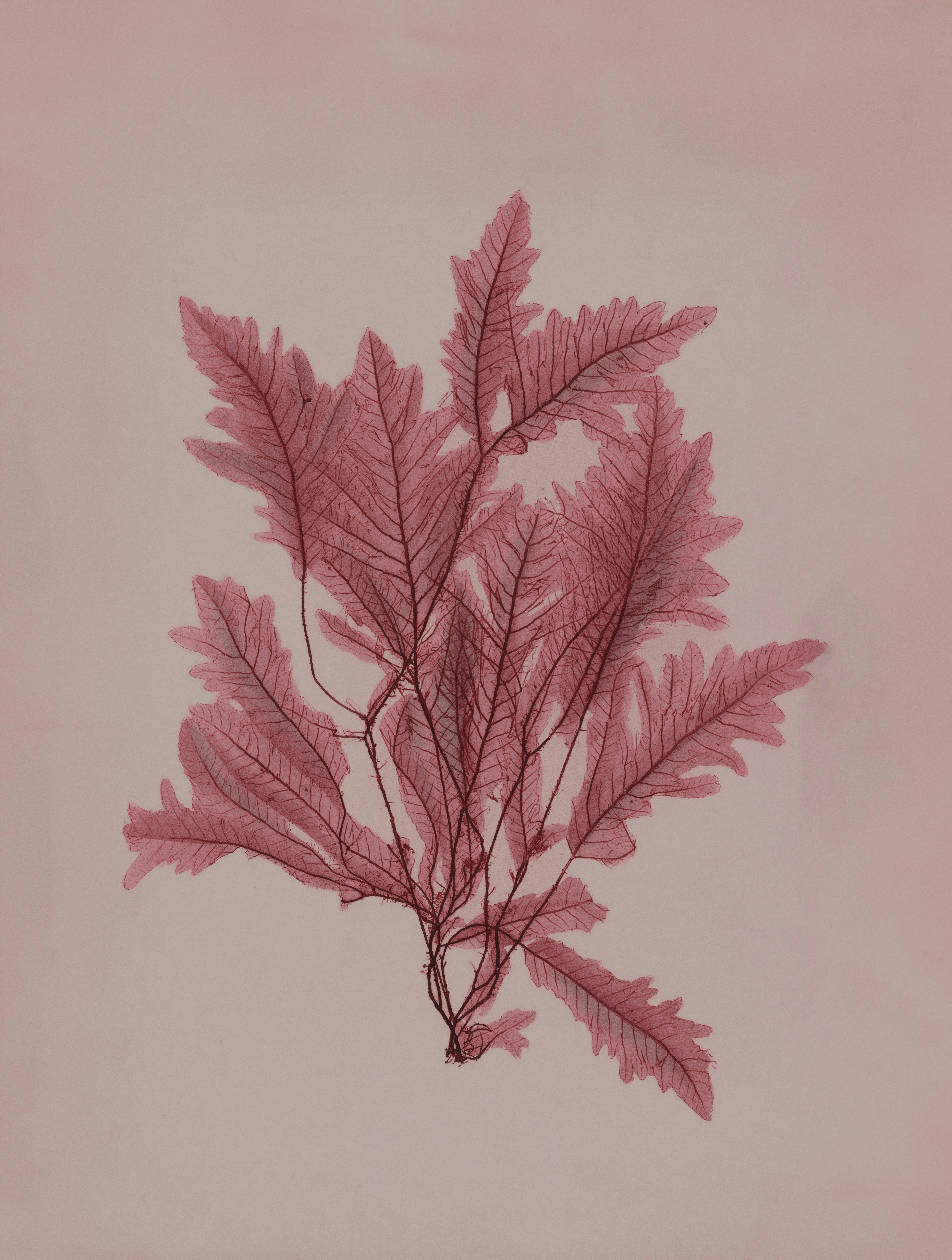 Methanreduktion in der Landwirtschaft: Die Rotalge als strategisches Futtermittel